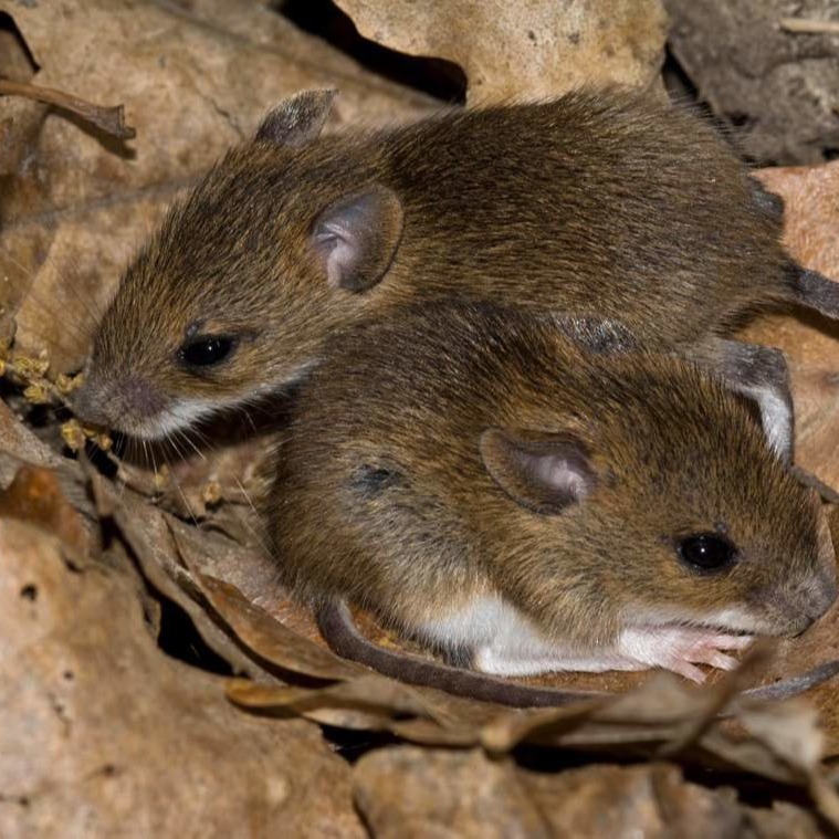 Уничтожения мышей в частном доме в Дзержинске?