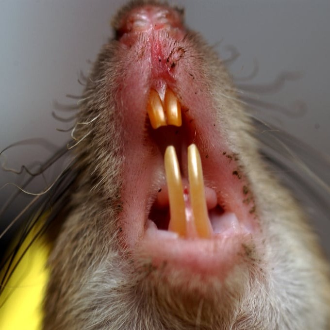 Дератизация крыс в Дзержинске?